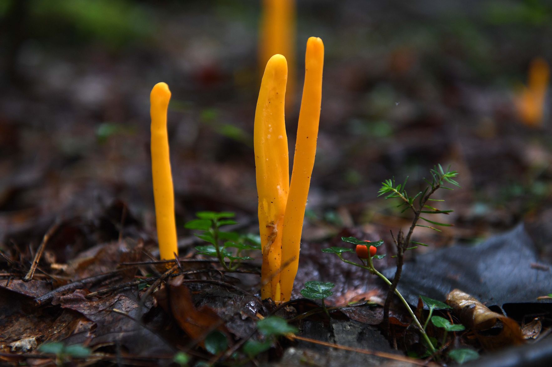 Pennsylvania Mushrooms.10.jpg